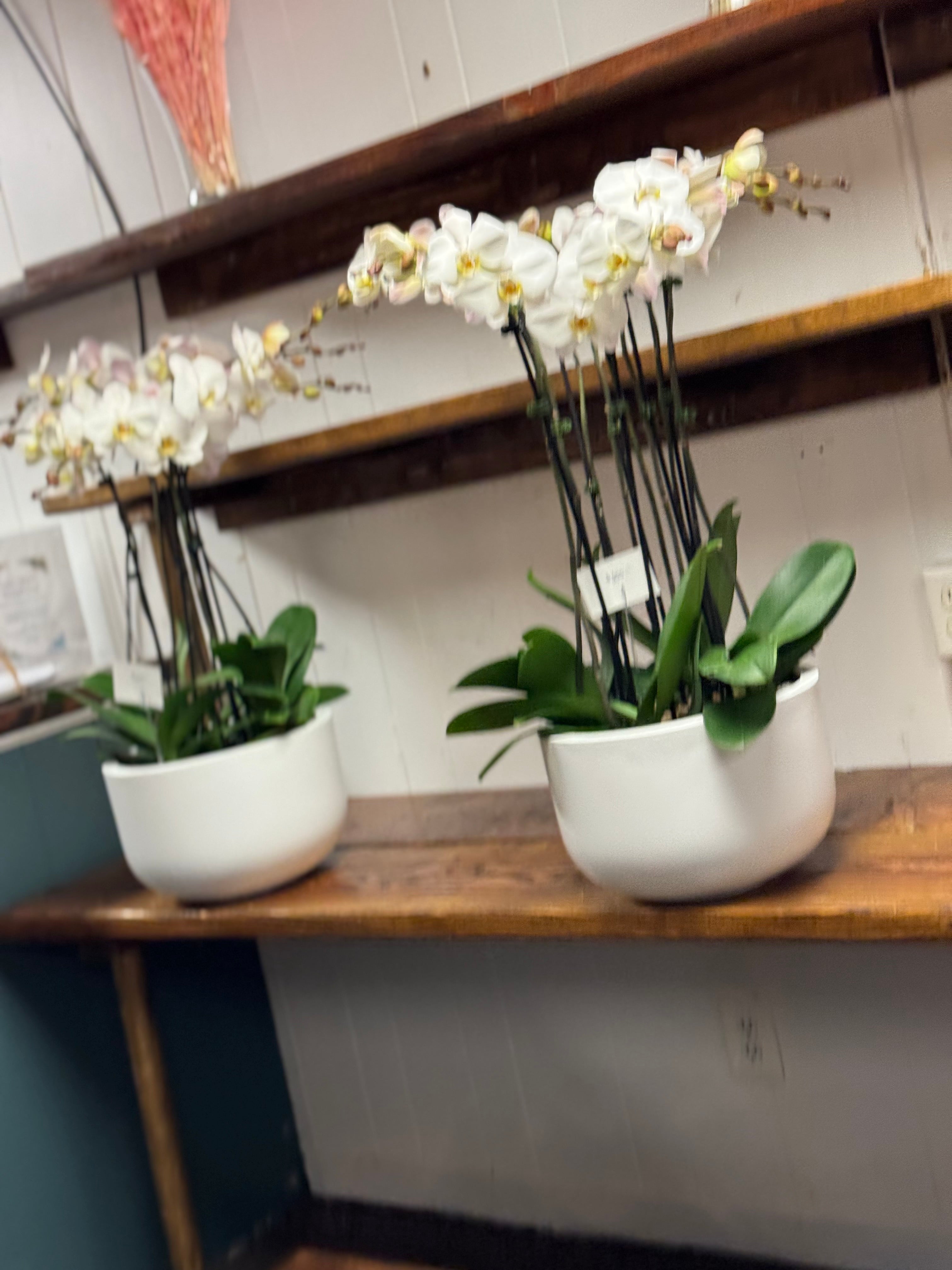 Potted Orchids