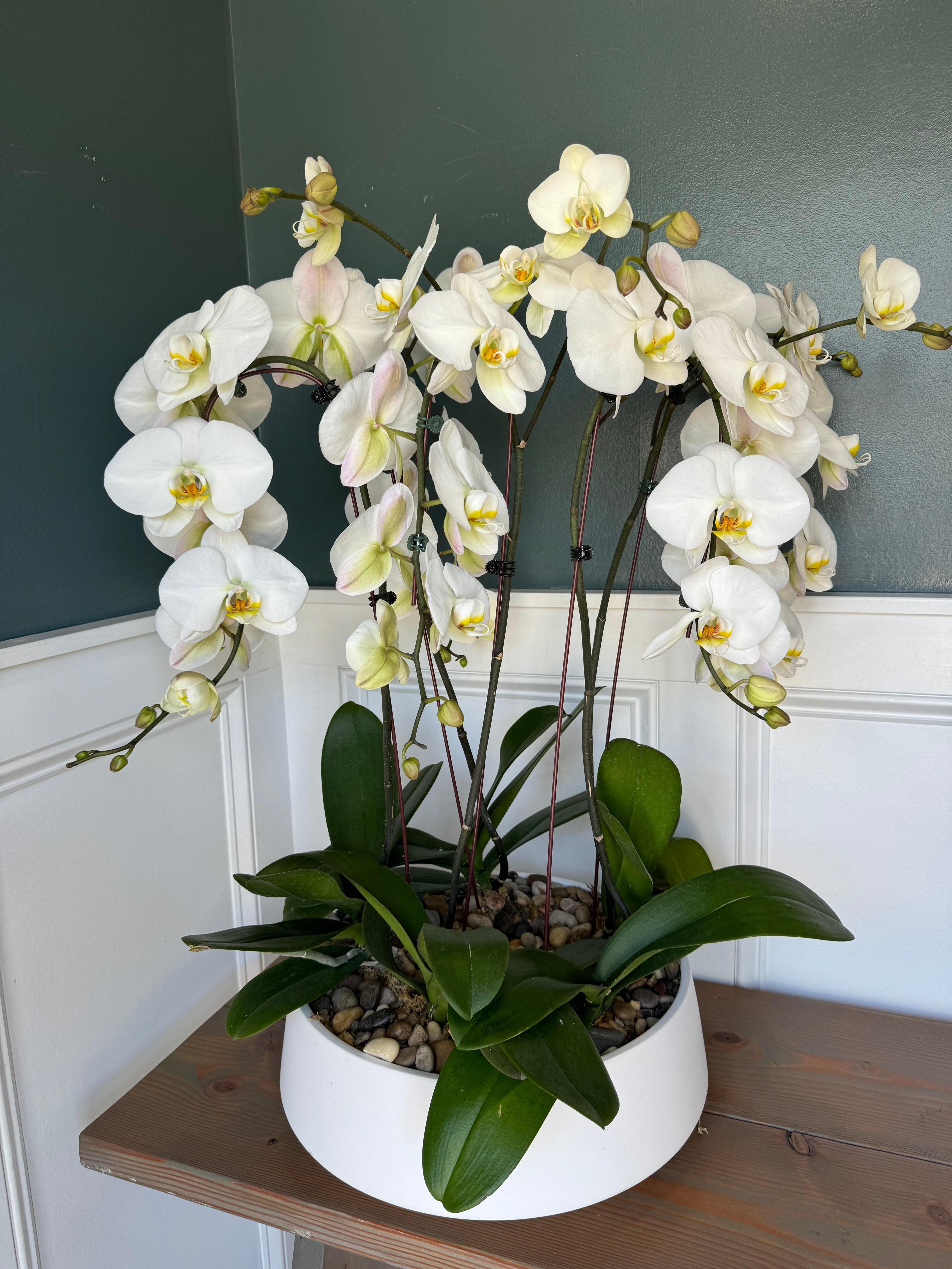 Potted Orchids