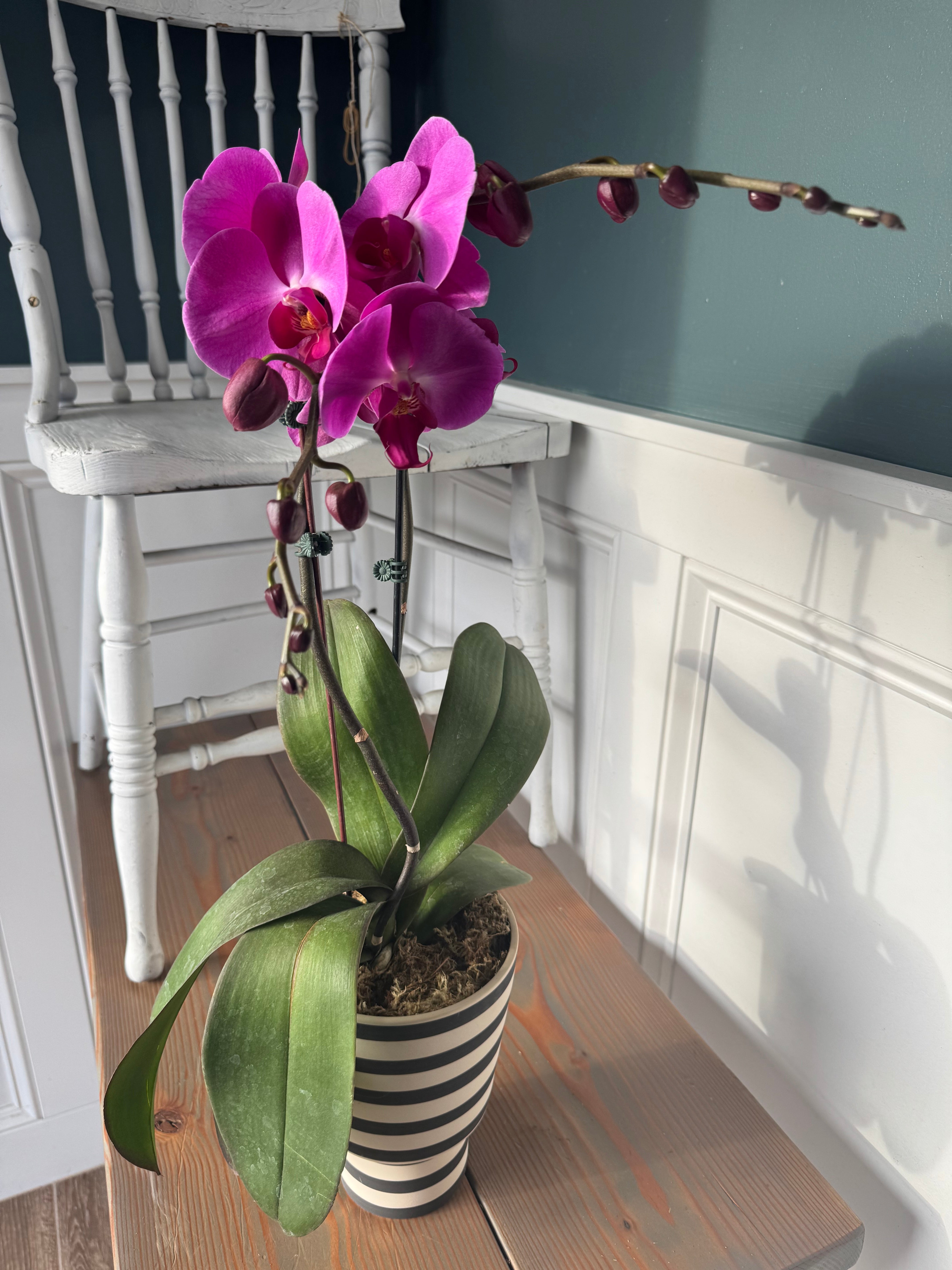 Potted Orchids