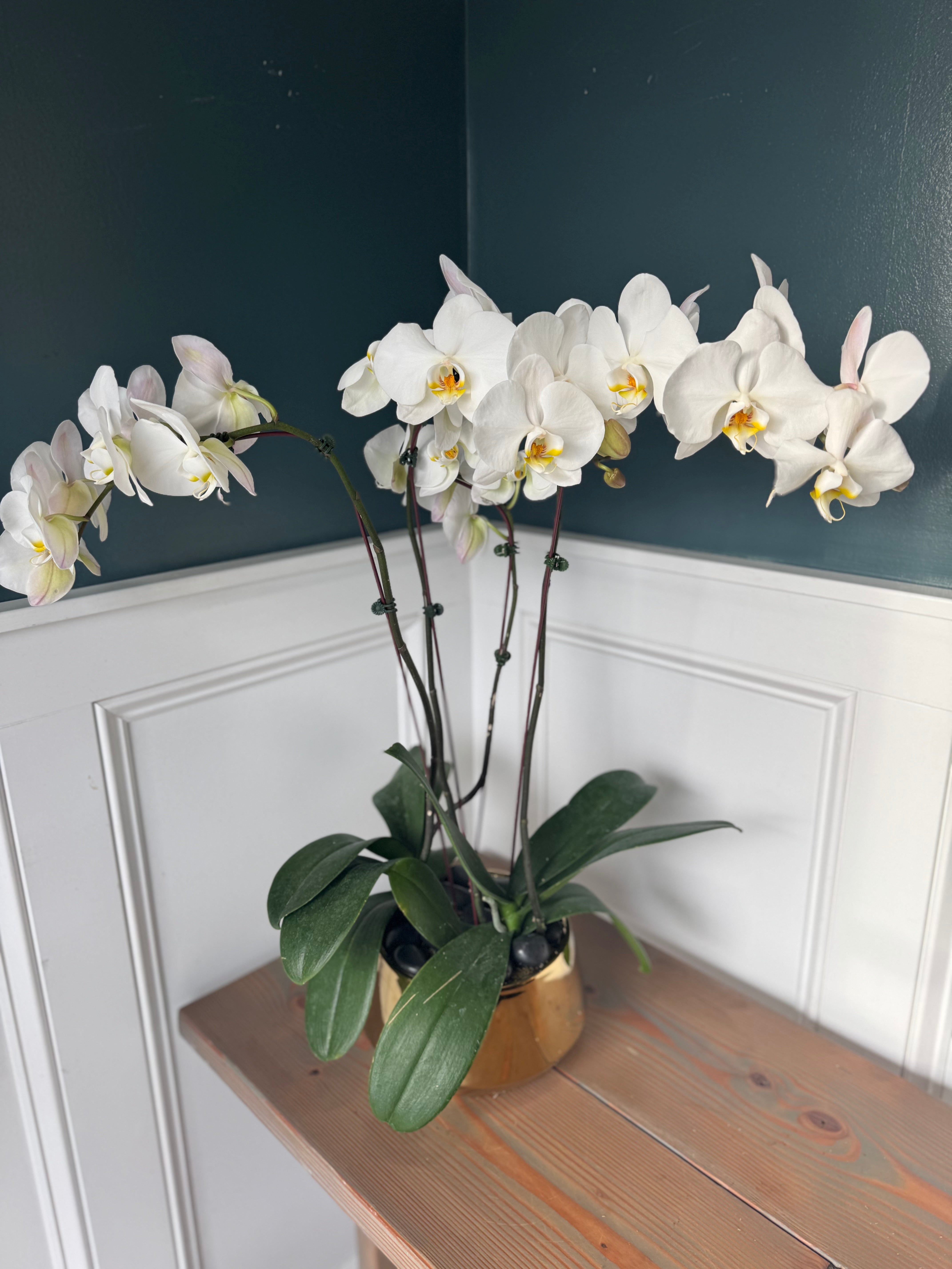 Potted Orchids
