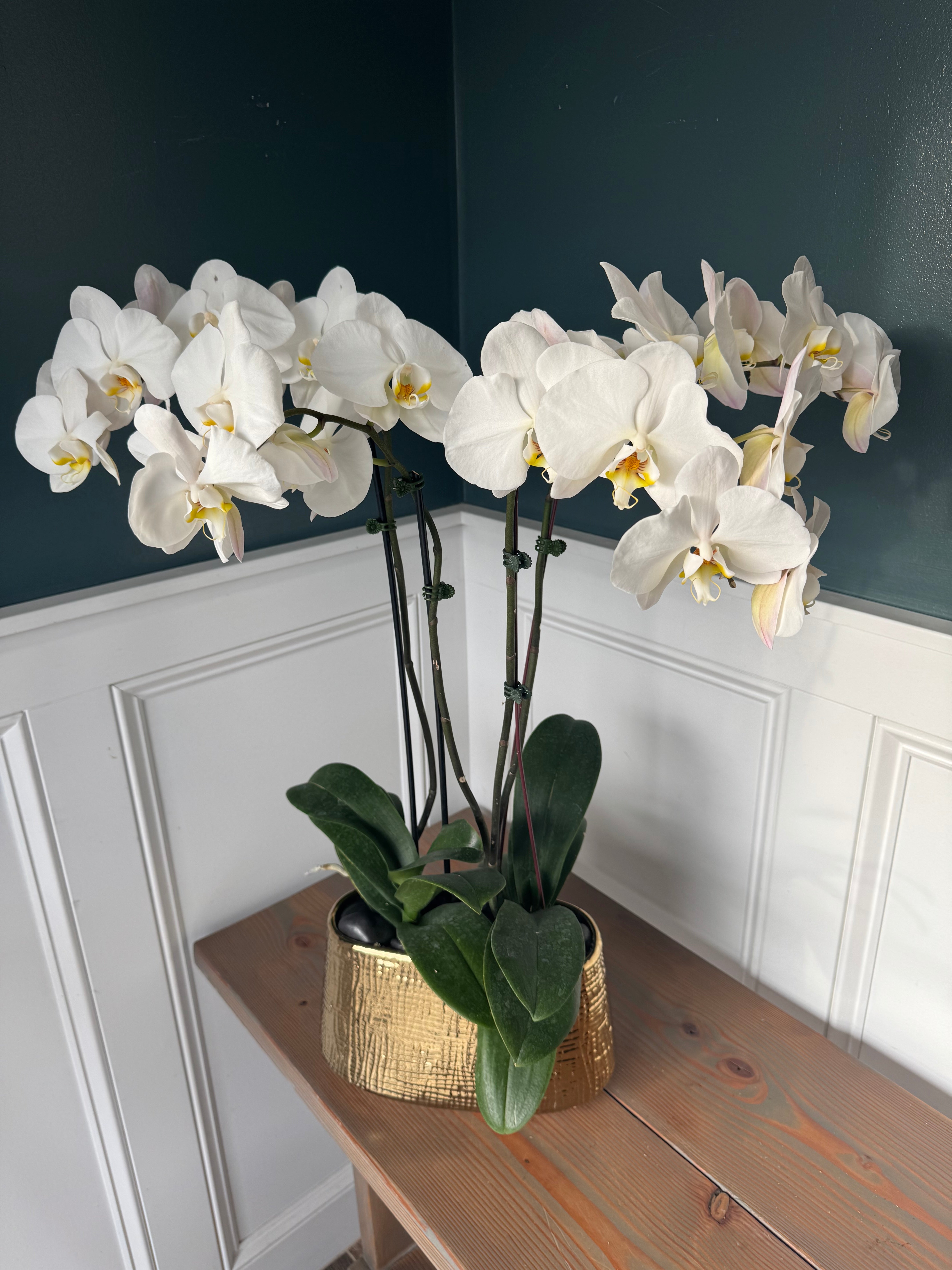 Potted Orchids