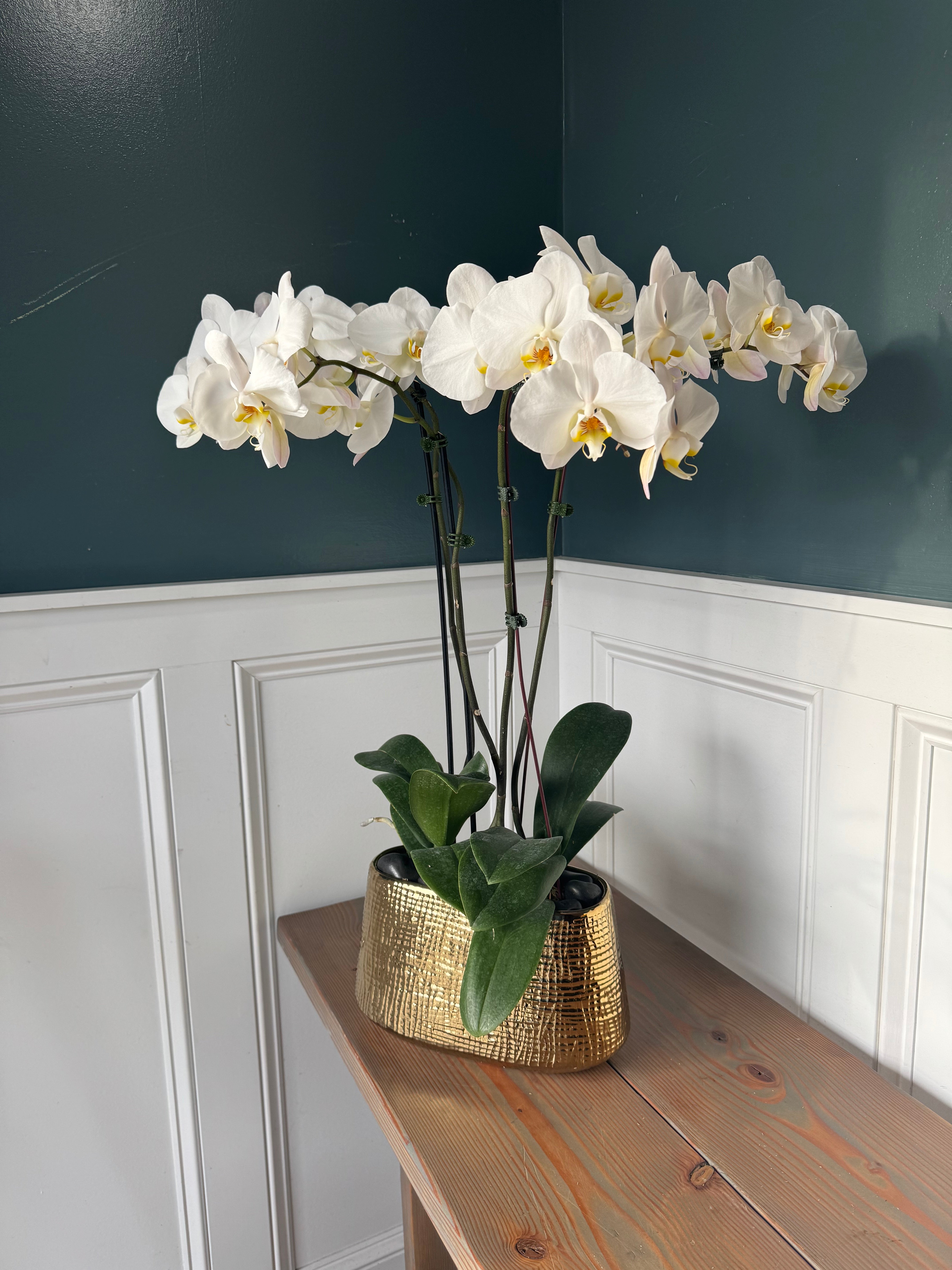 Potted Orchids