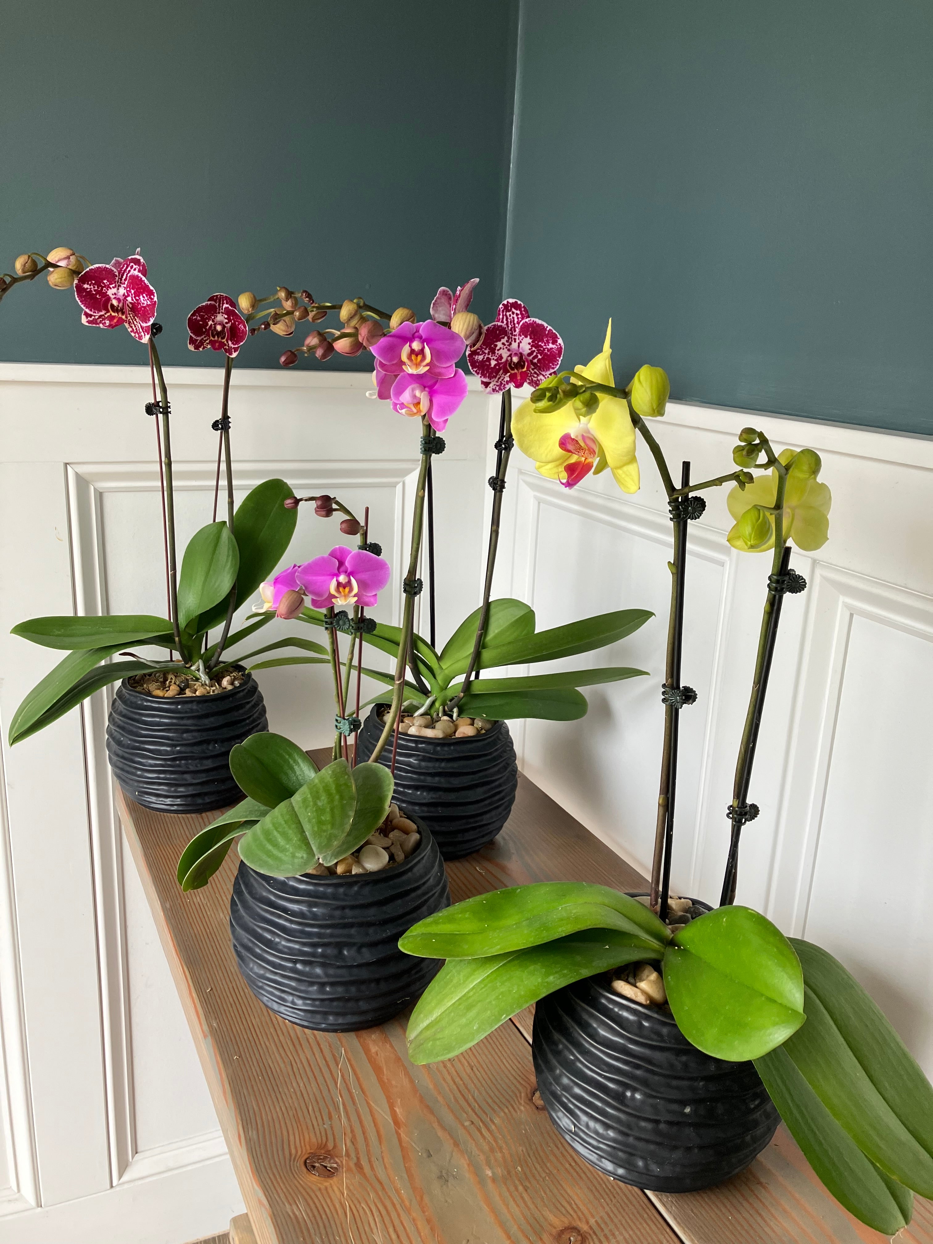 Orchid Plant L17