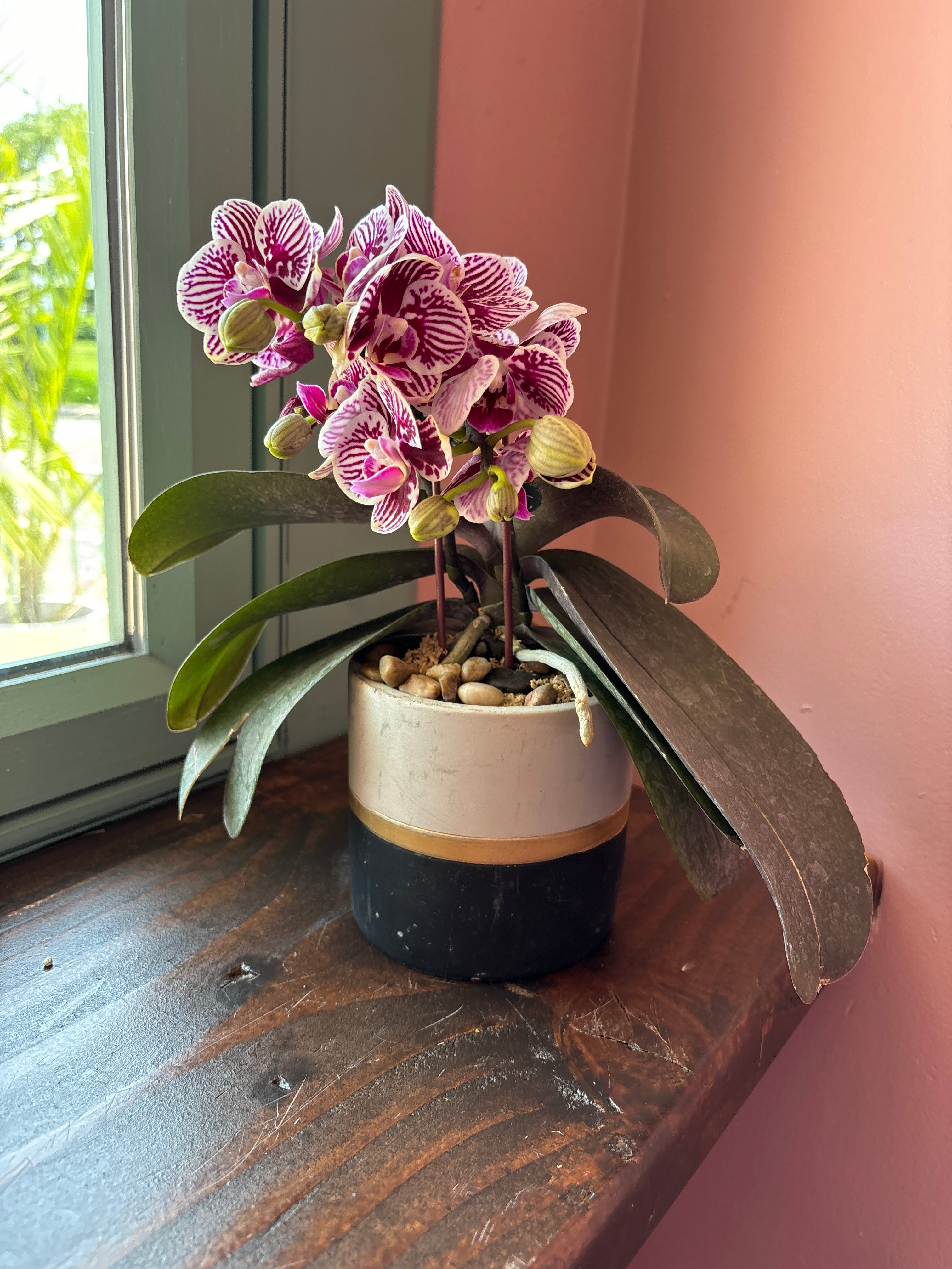 Orchid Plant A2
