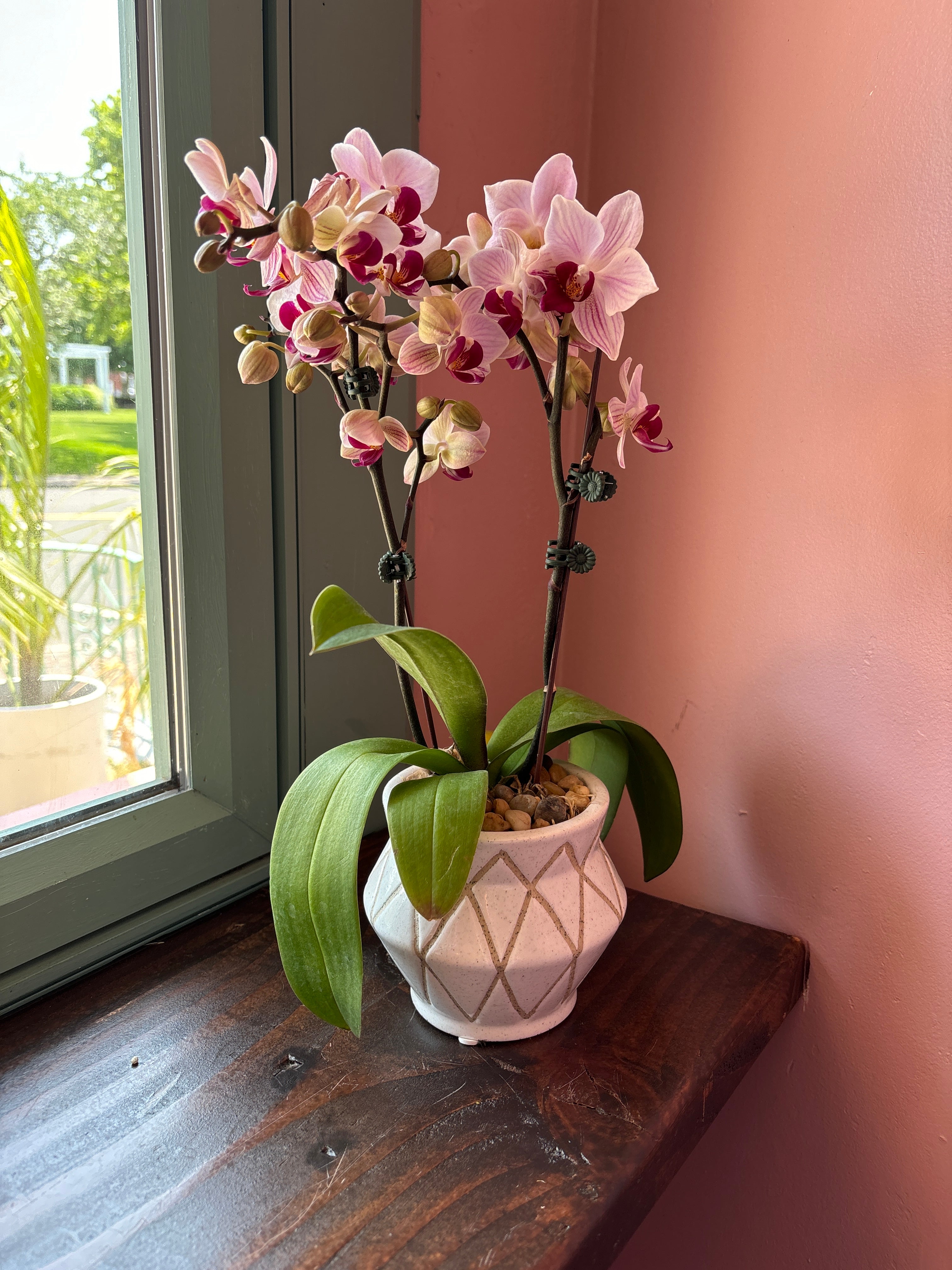 Orchid Plant A6
