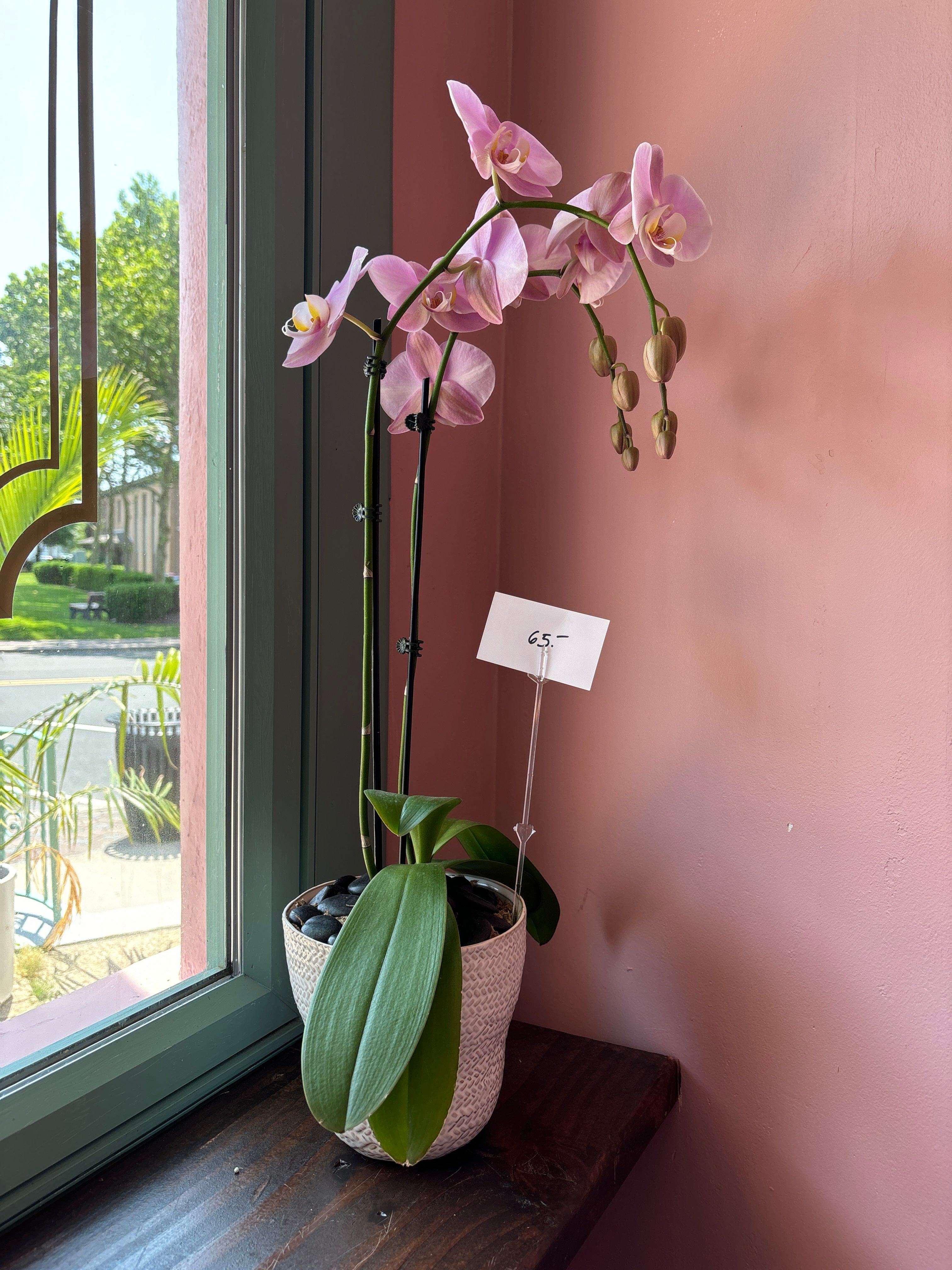 Orchid Plant A8