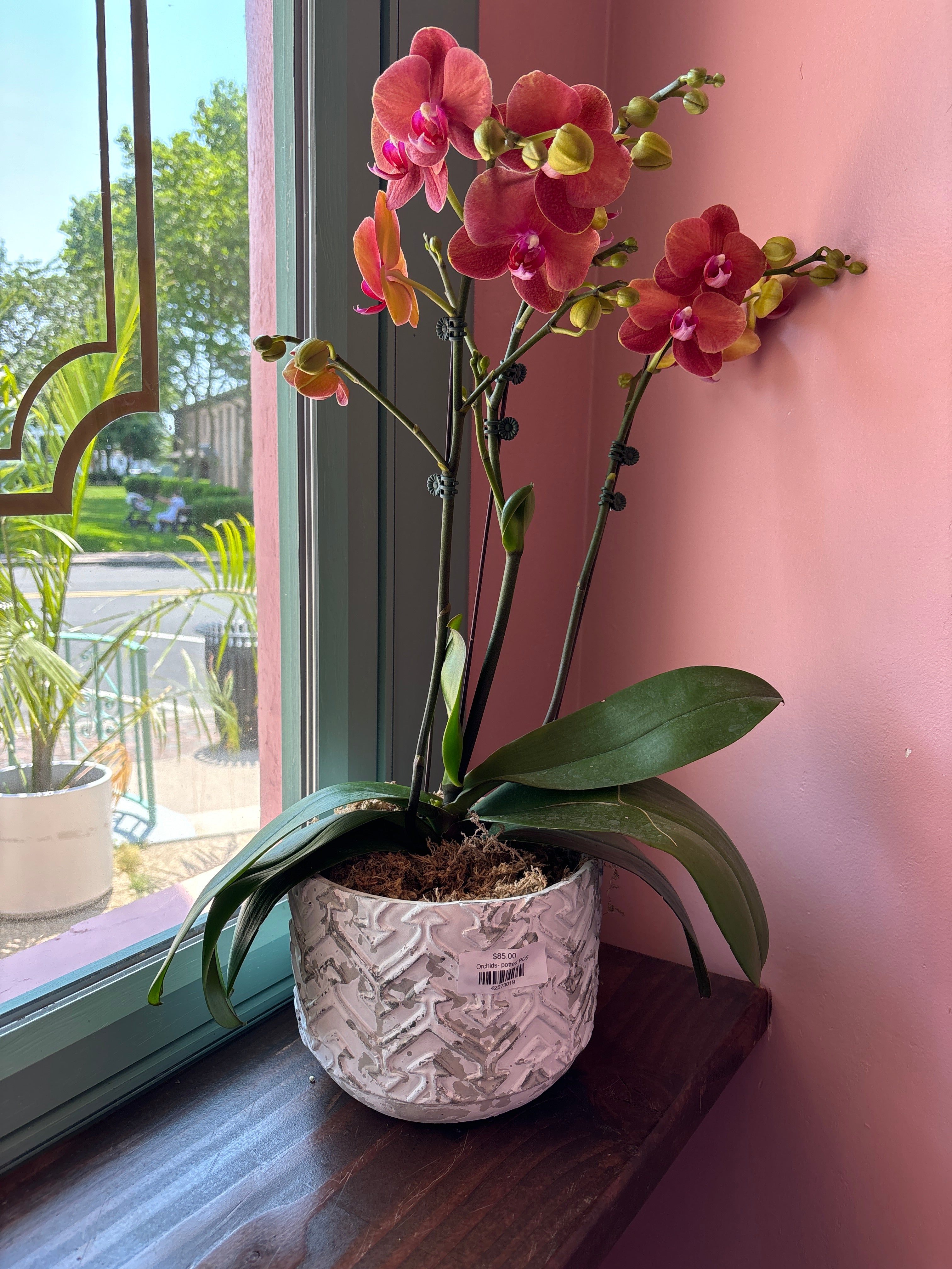 Orchid Plant A10