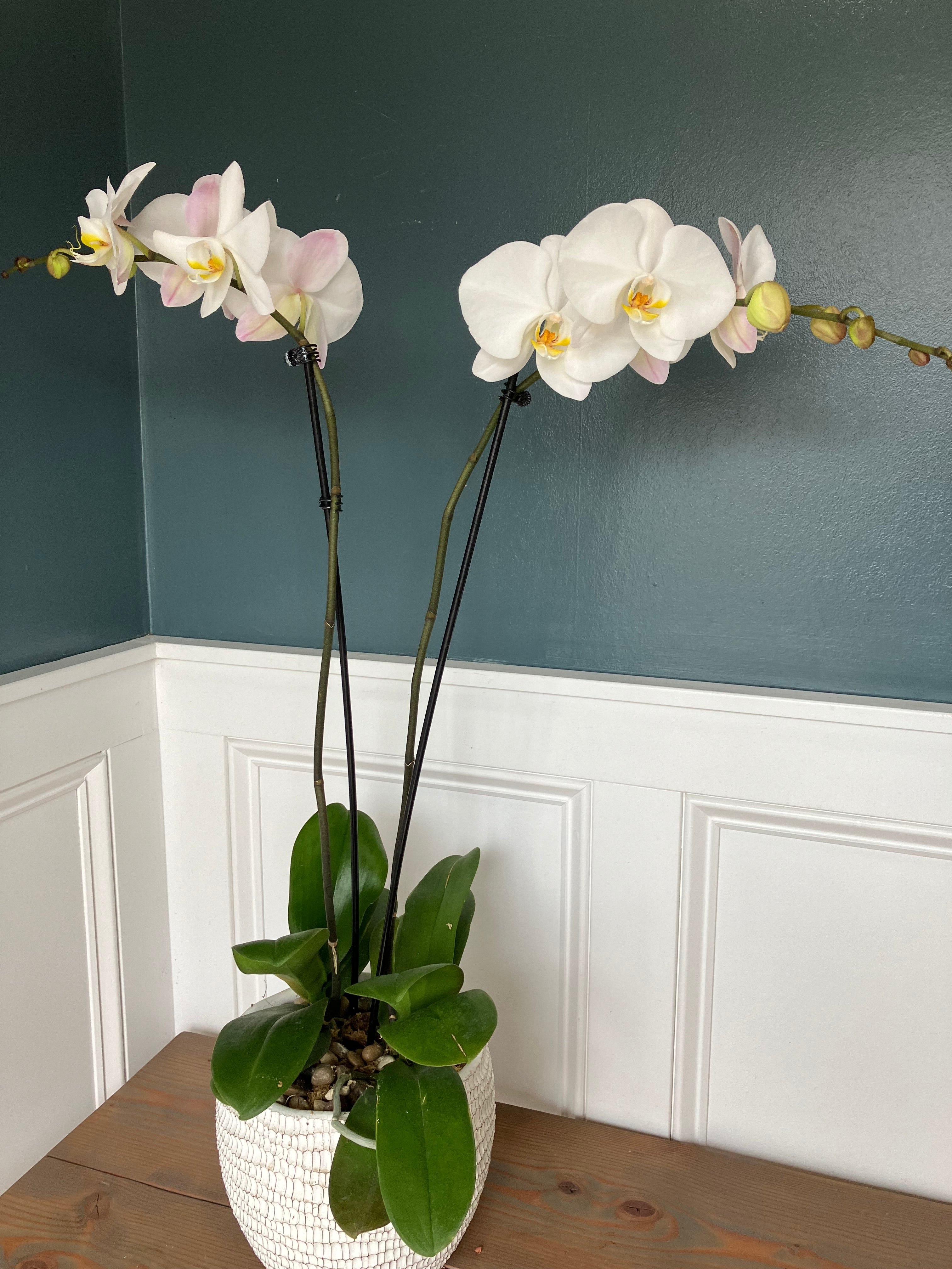 Orchid Plant A3