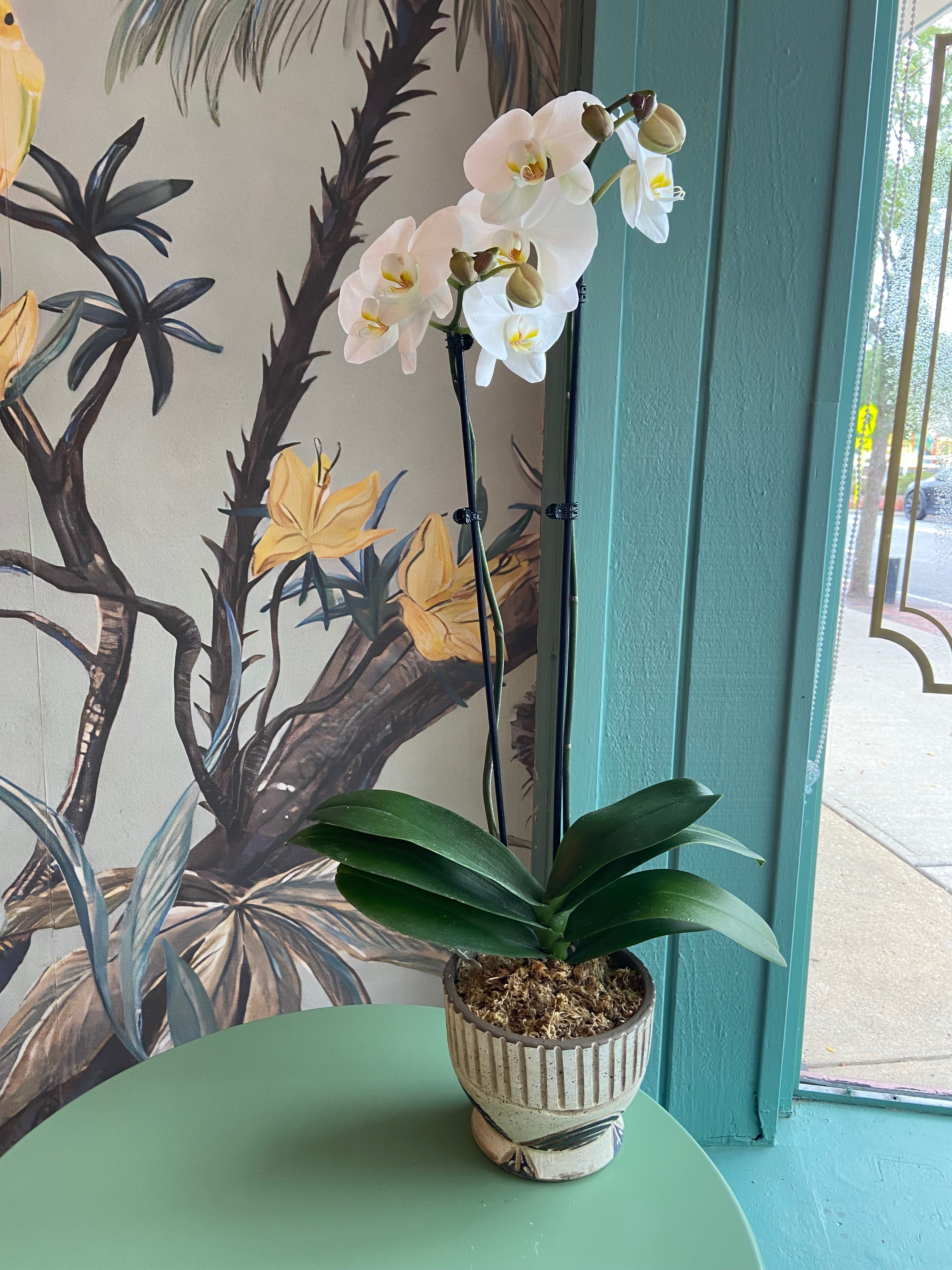 Orchid Plant B11