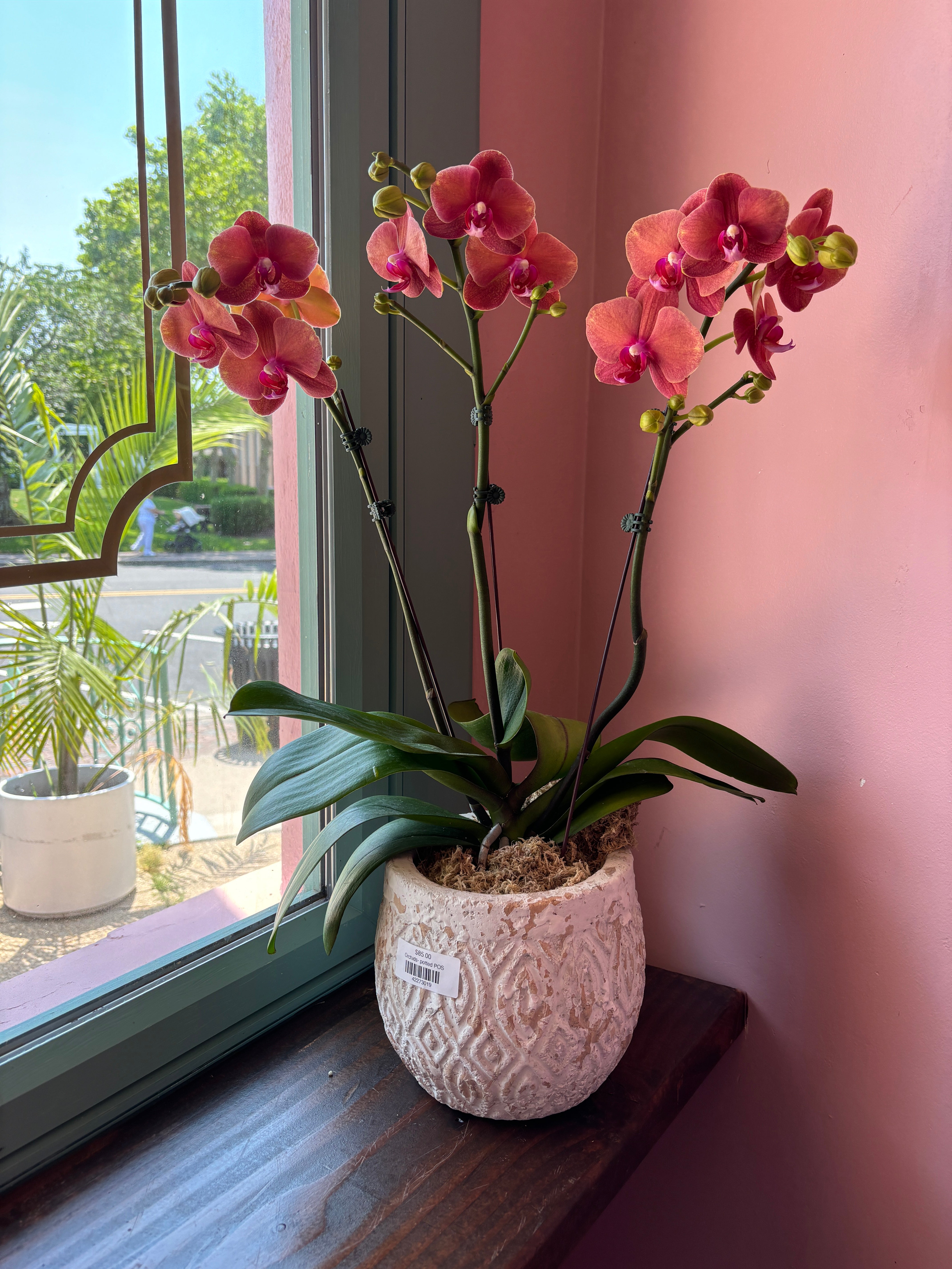 Orchid Plant A11
