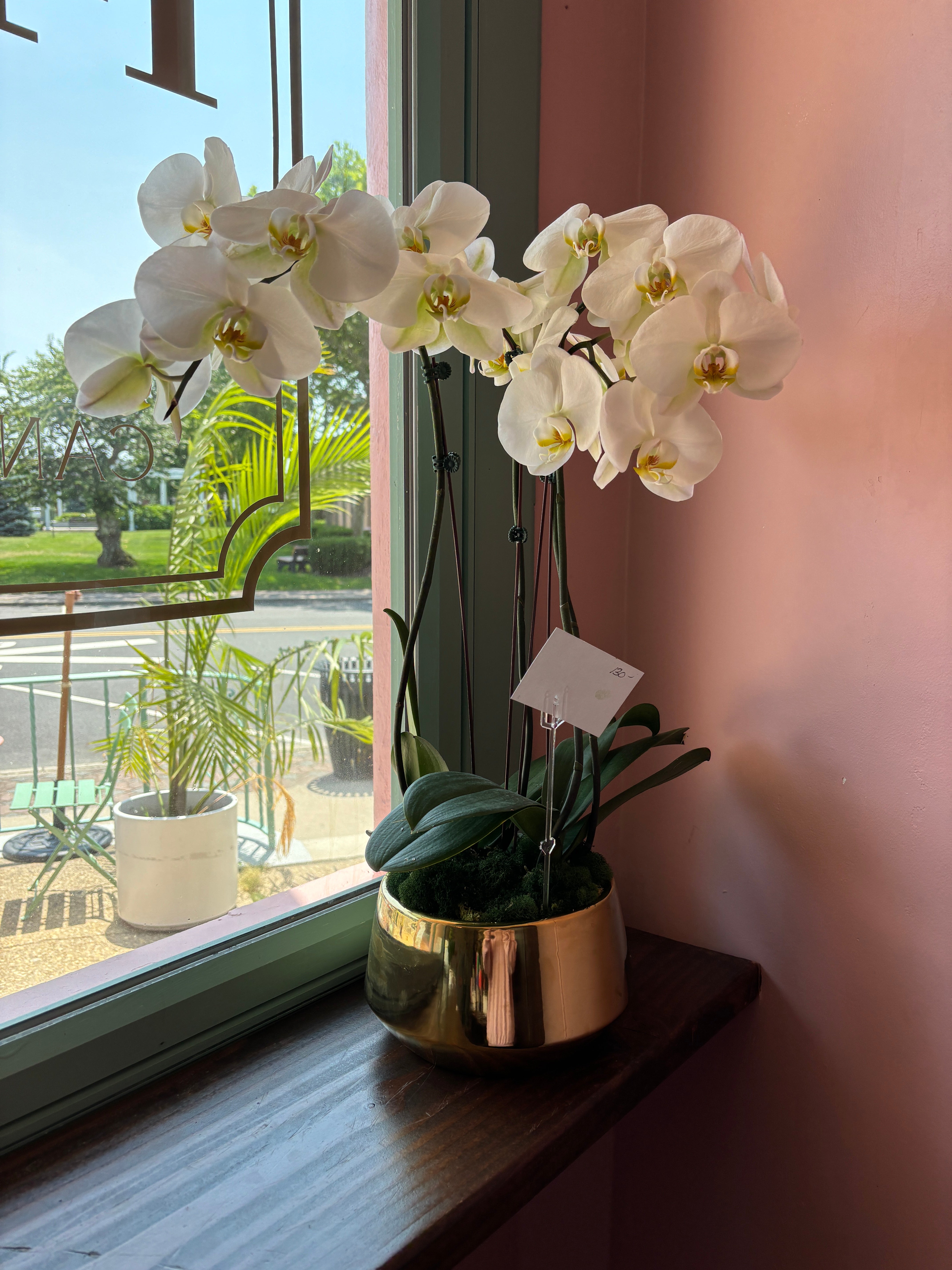 Orchid Plant A12
