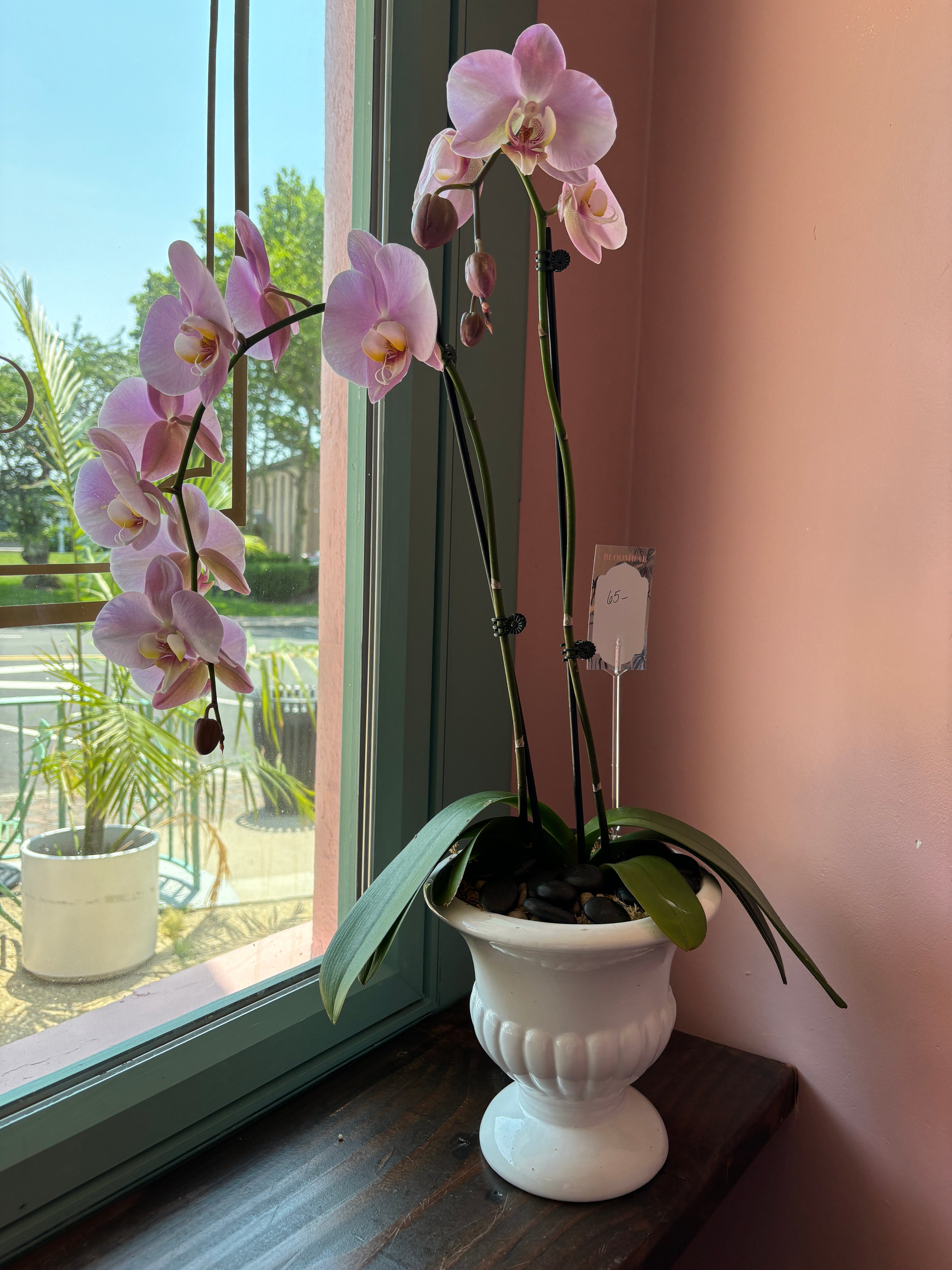Orchid Plant A13