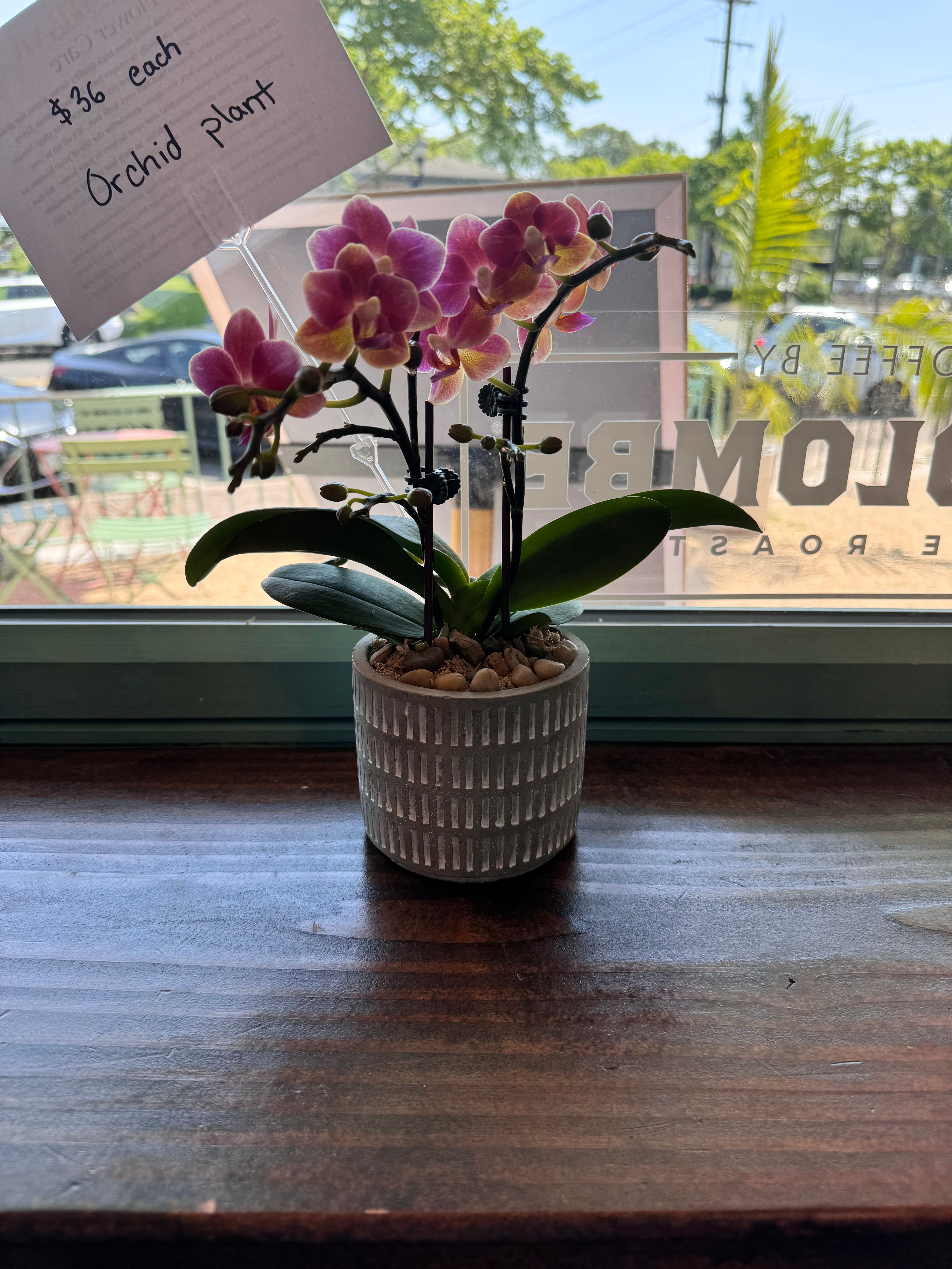 Orchid Plant A17