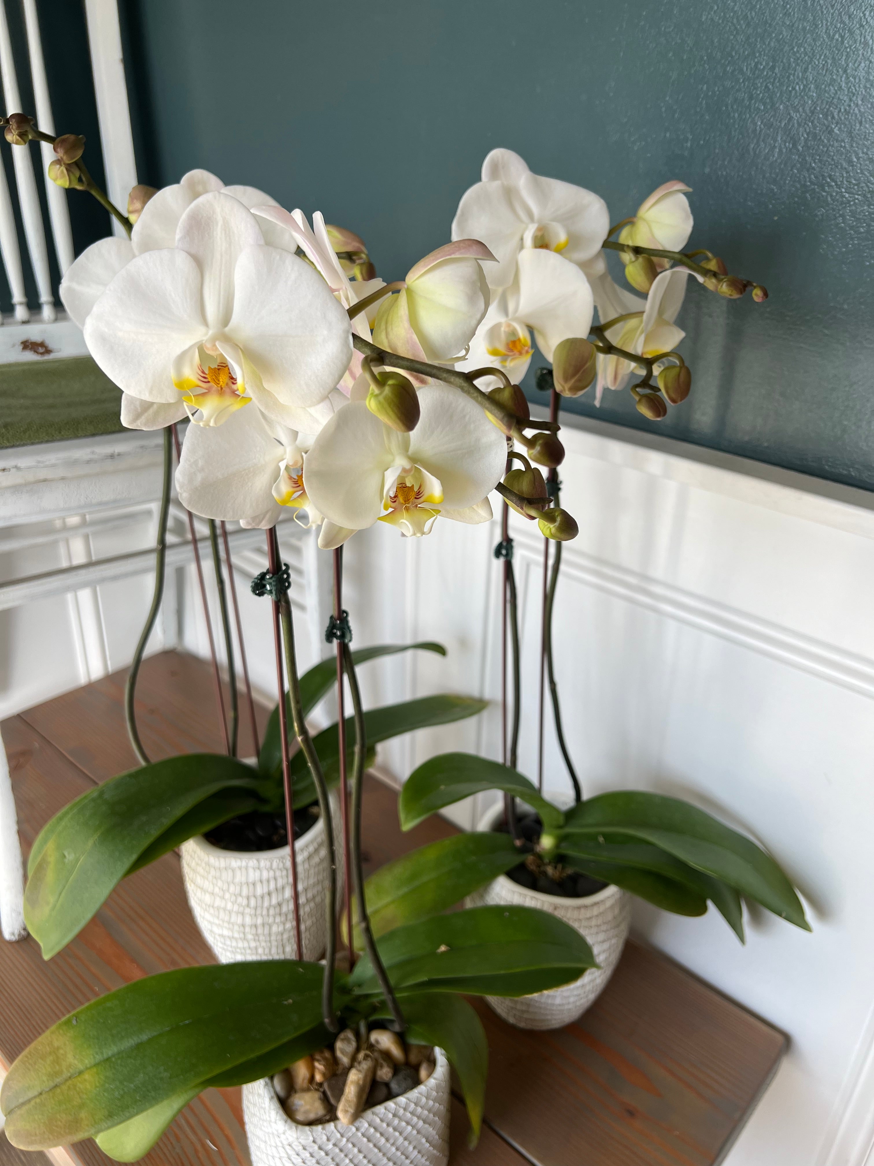 Orchids: Potted Phalaeonopsis