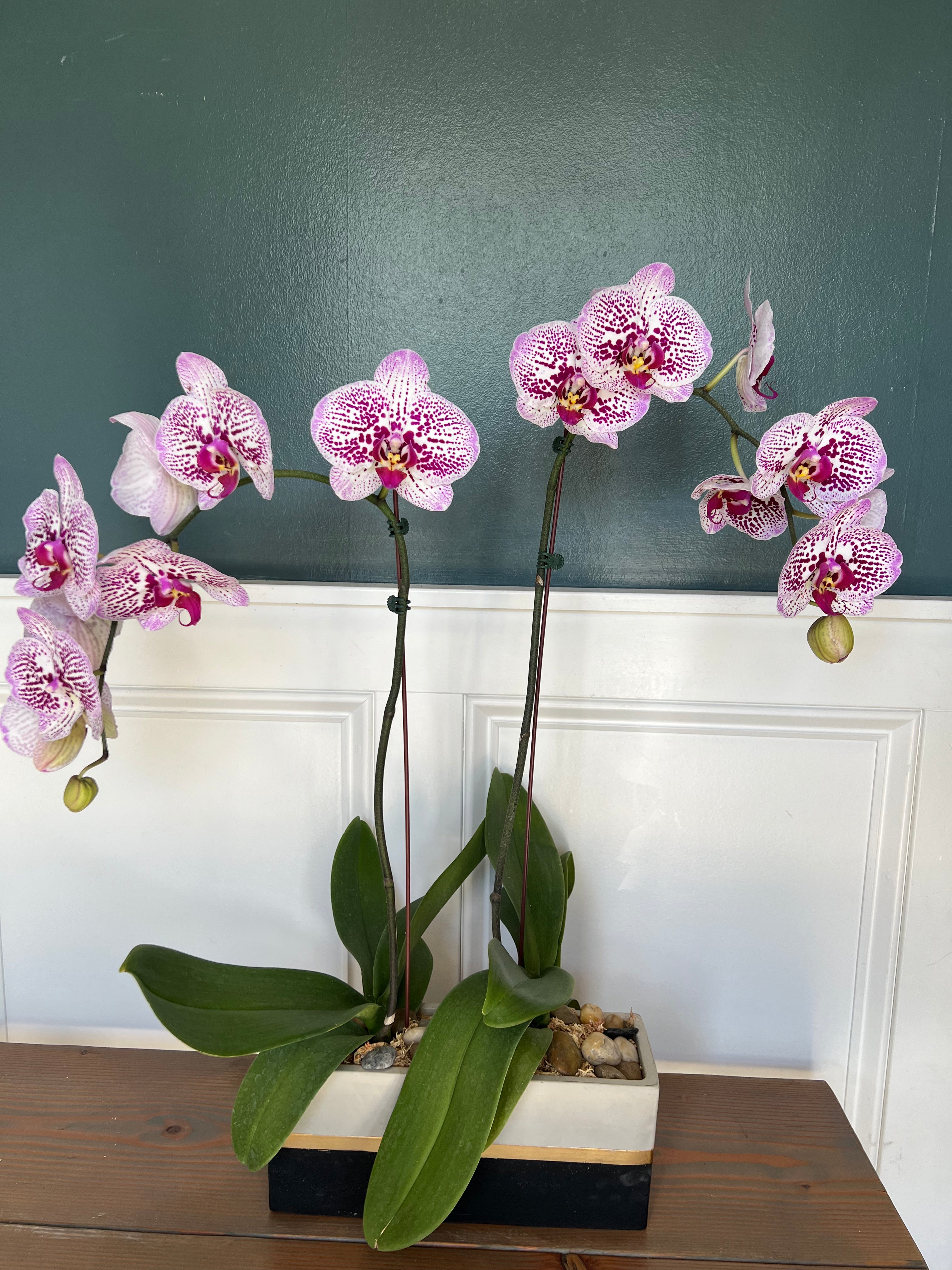 Orchids: Potted Phalaeonopsis